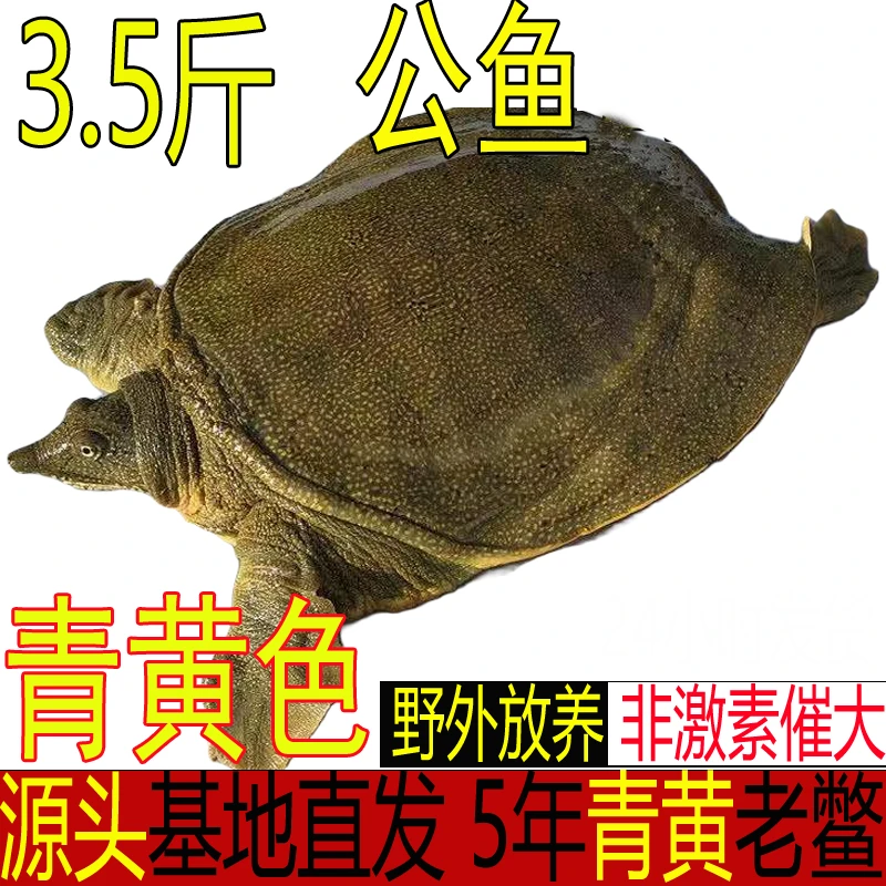 3.5斤1只 青黄色公雄大甲鱼新鲜活甲鱼食用水鱼团鱼批发生态外塘