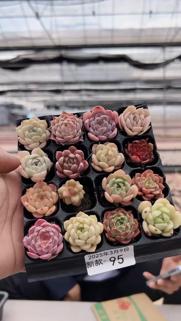【闪购商品】新款多肉-95