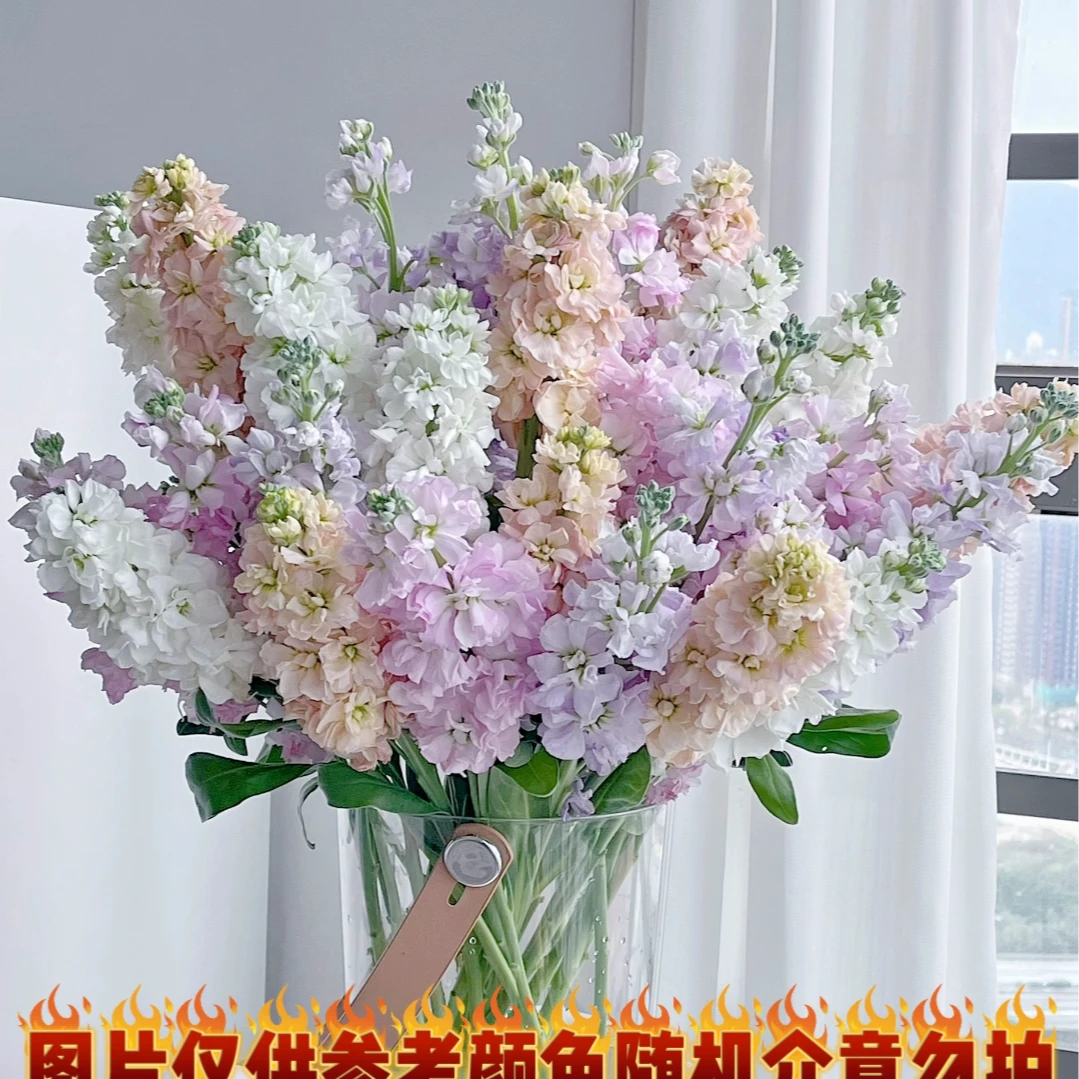 【花鲜达1】紫罗兰买5枝送5枝（不选颜色颜色随机介意勿拍）家居养花生活鲜花全场两单包邮送货上门今天拍明天到