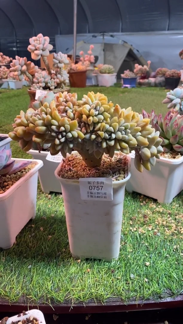 【闪购商品】淡雪缀0757aaaaa