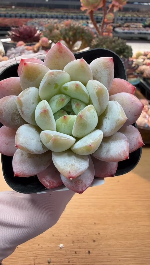 东云多肉园二店-28