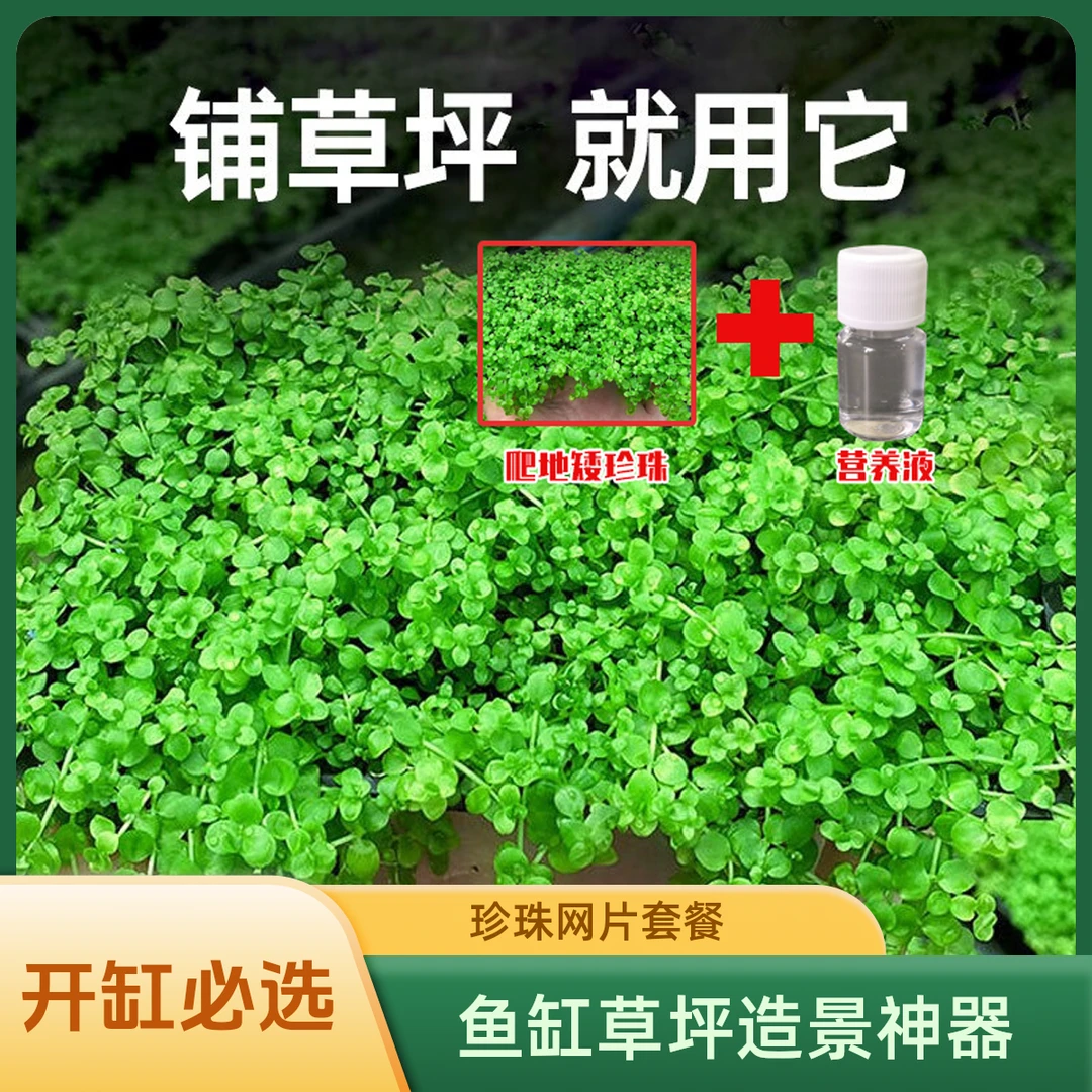 【活体绿毯】爬地矮珍珠网片营养液 懒人水草之光 秃缸救星鱼缸草坪