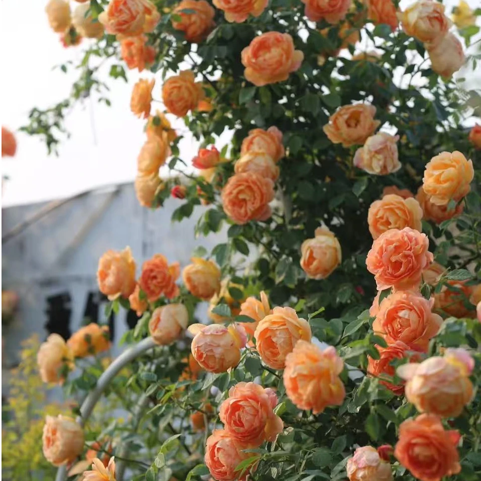 藤本月季夏洛特夫人爬藤开花多季大花浓香抗性好耐寒耐晒花墙拱门