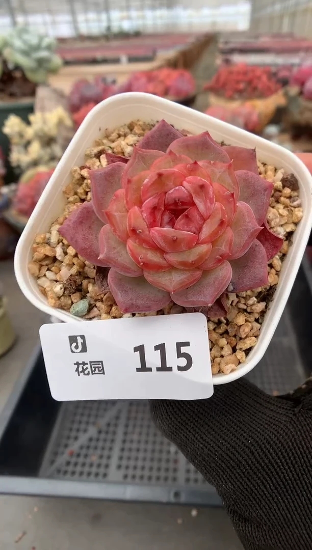 115杂交冰魄一物一拍