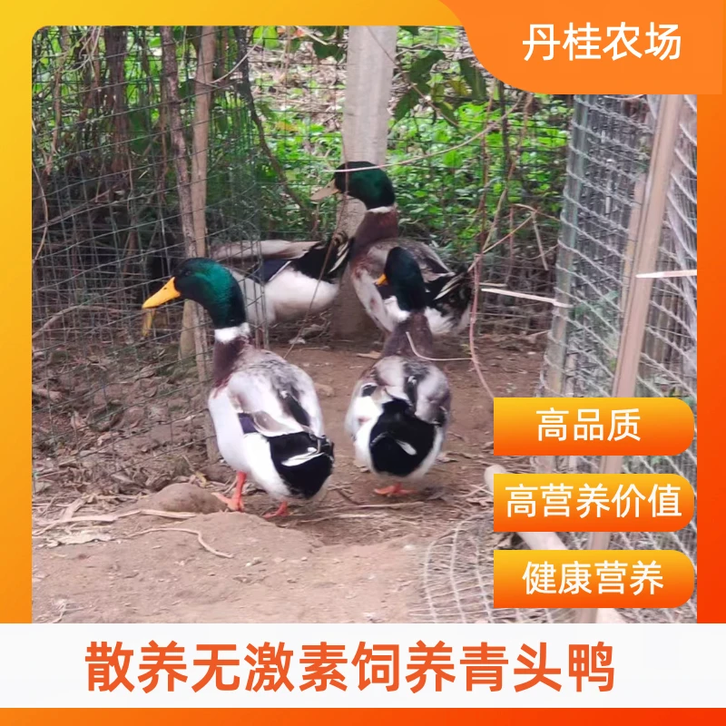 农户放养水鸭净膛发货青头鸭顺丰包无激素健康营养煲汤