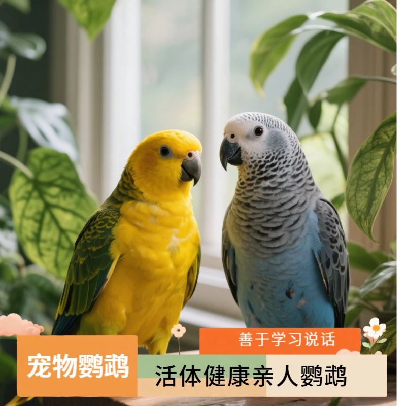 彩色会学说话宠物鹦鹉亲人手养鹦鹉宠物包邮活鸟鹦鹉活宠