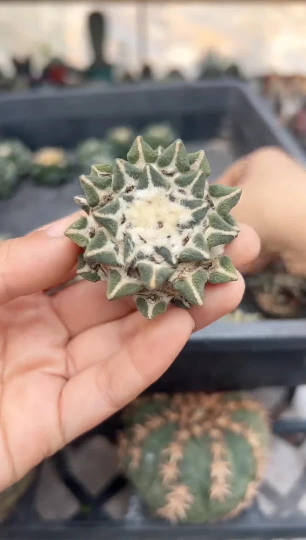 【闪购商品】苗接无根黑牡丹福利3.8公分