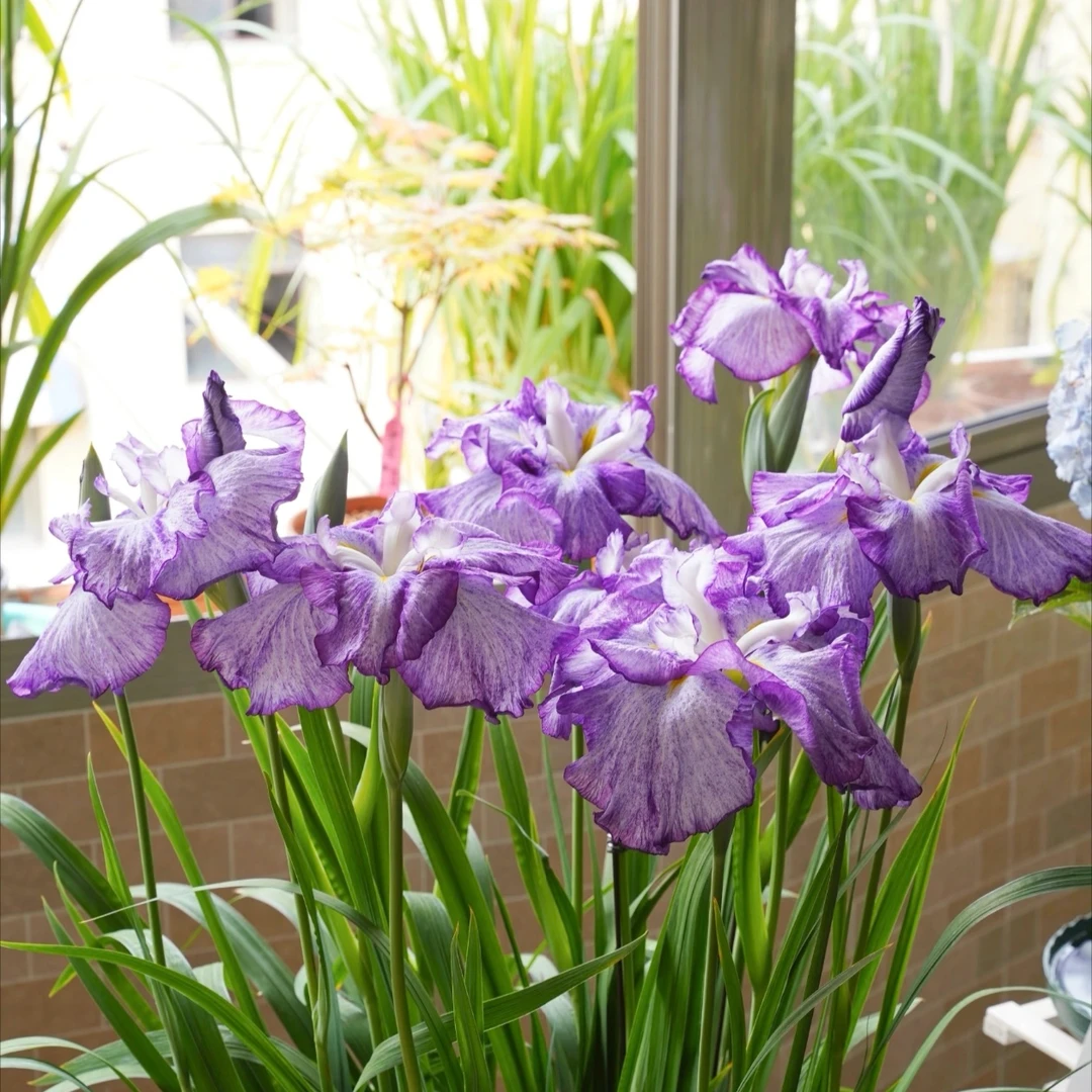 【嘉瑞】日本大花菖蒲 混色 盆栽苗