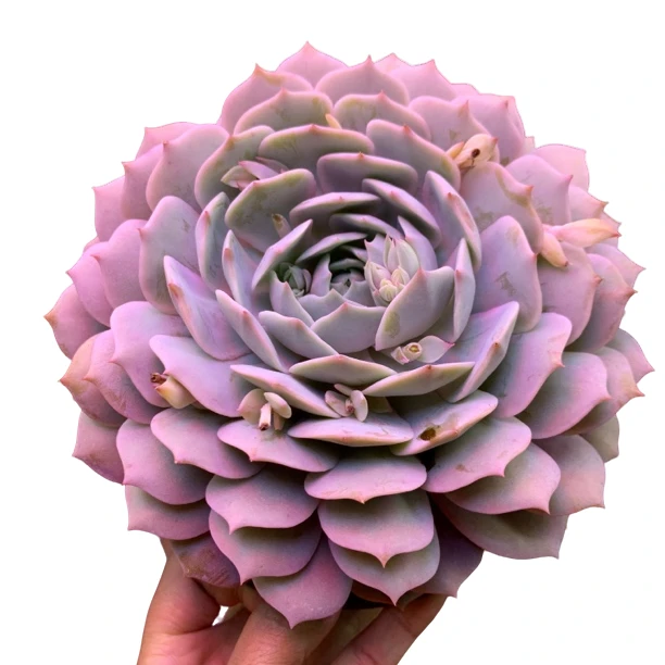 粉蝶大单头 新手好养 庭院 阳台 颜色亮丽 多肉植物