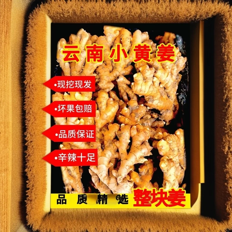 云南新鲜现挖当季小黄姜够香够辣
