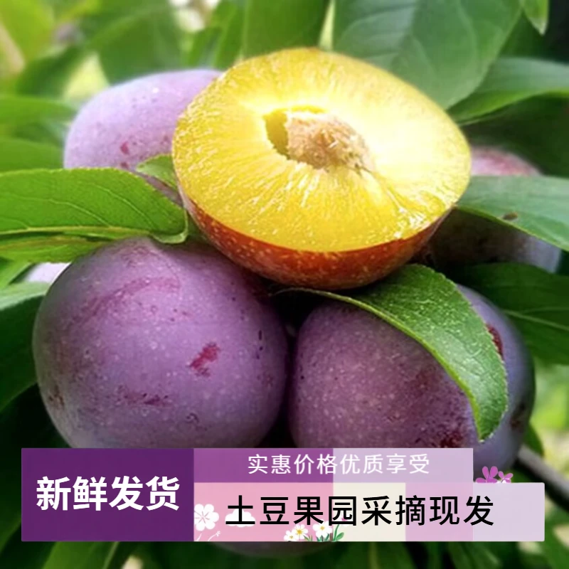 5斤正宗五月脆凤凰新鲜现采现采脆甜可口新鲜由土豆果园发货