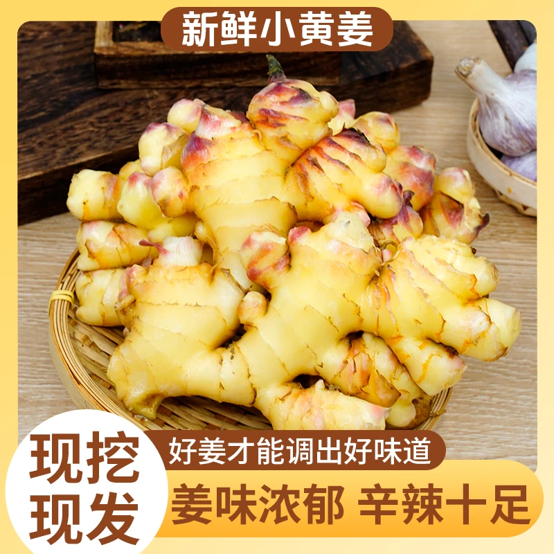 【贵州新鲜小黄姜】3斤装新鲜现挖现发辛辣可口香味浓郁可做泡姜