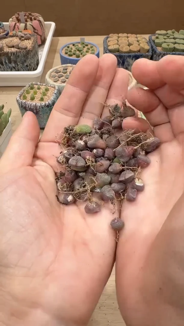 多肉植物肉锥16-265