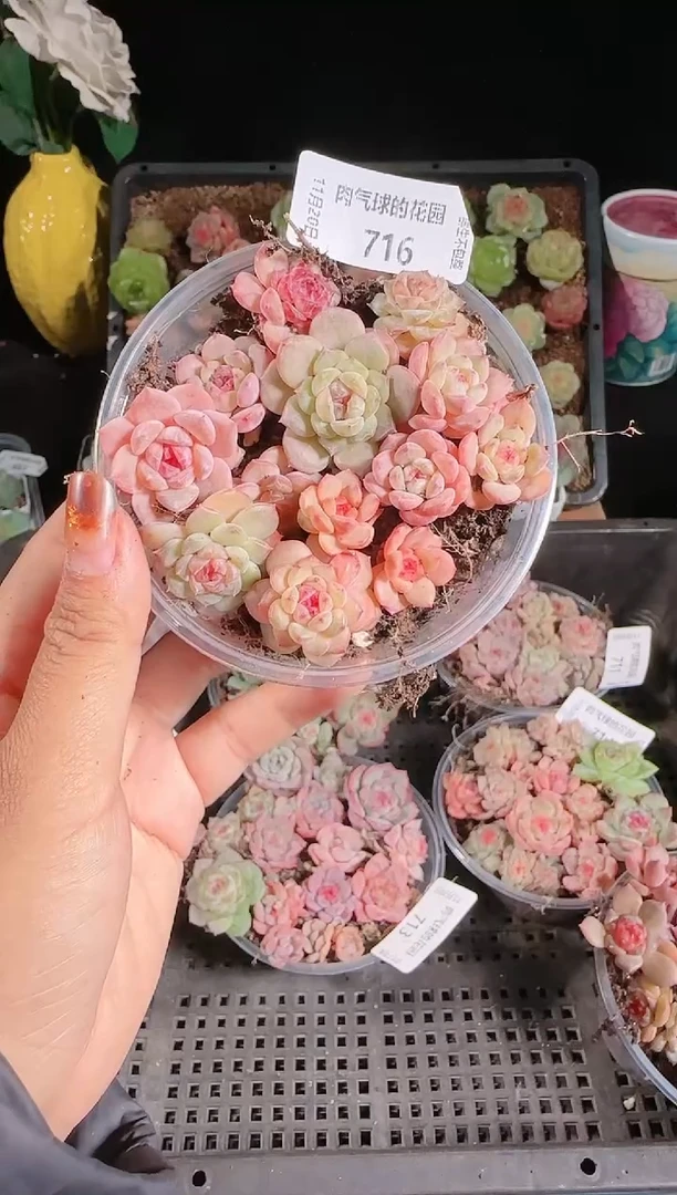 1120-716切糕群生不包整