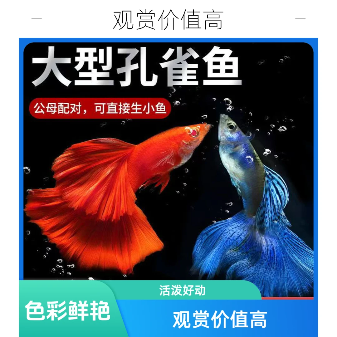 精品孔雀鱼全家福小型混搭合集淡水小鱼7款鱼大尾新手白云观赏鱼