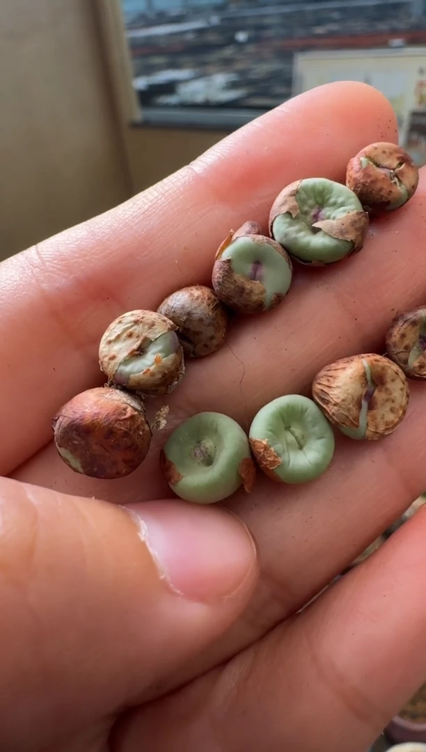 485多肉植物0089红嘴一颗