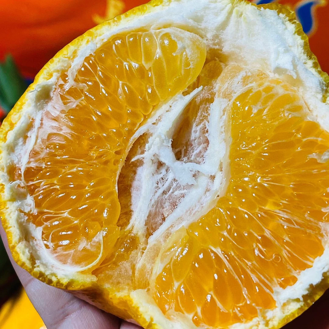 【长丰春见耙耙柑4.5斤】皮薄肉厚~汁水炸弹！吉林省