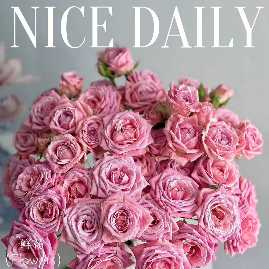 （奥迪利亚-多头玫瑰）玫瑰云南基地直发生活鲜花