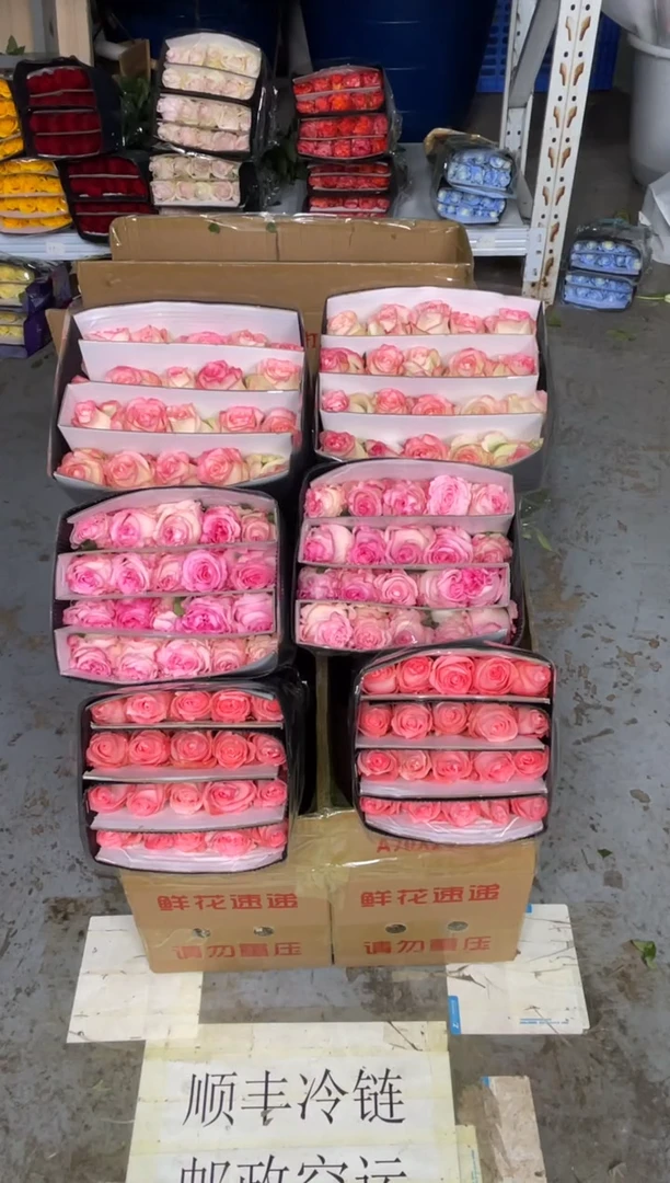 戴安娜20枝+ 洛神20枝+艾沙20枝