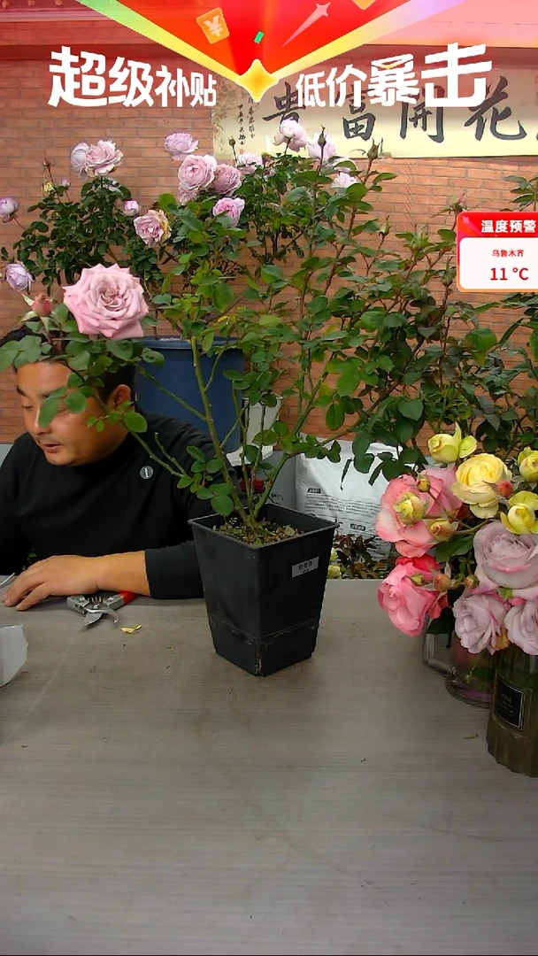 当前无花朵，栽培后可花朵粉曼塔