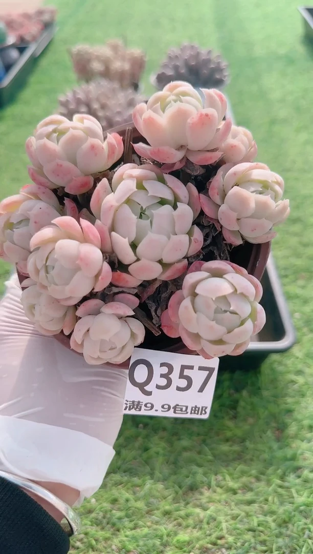【闪购商品】梦会多肉一物一拍