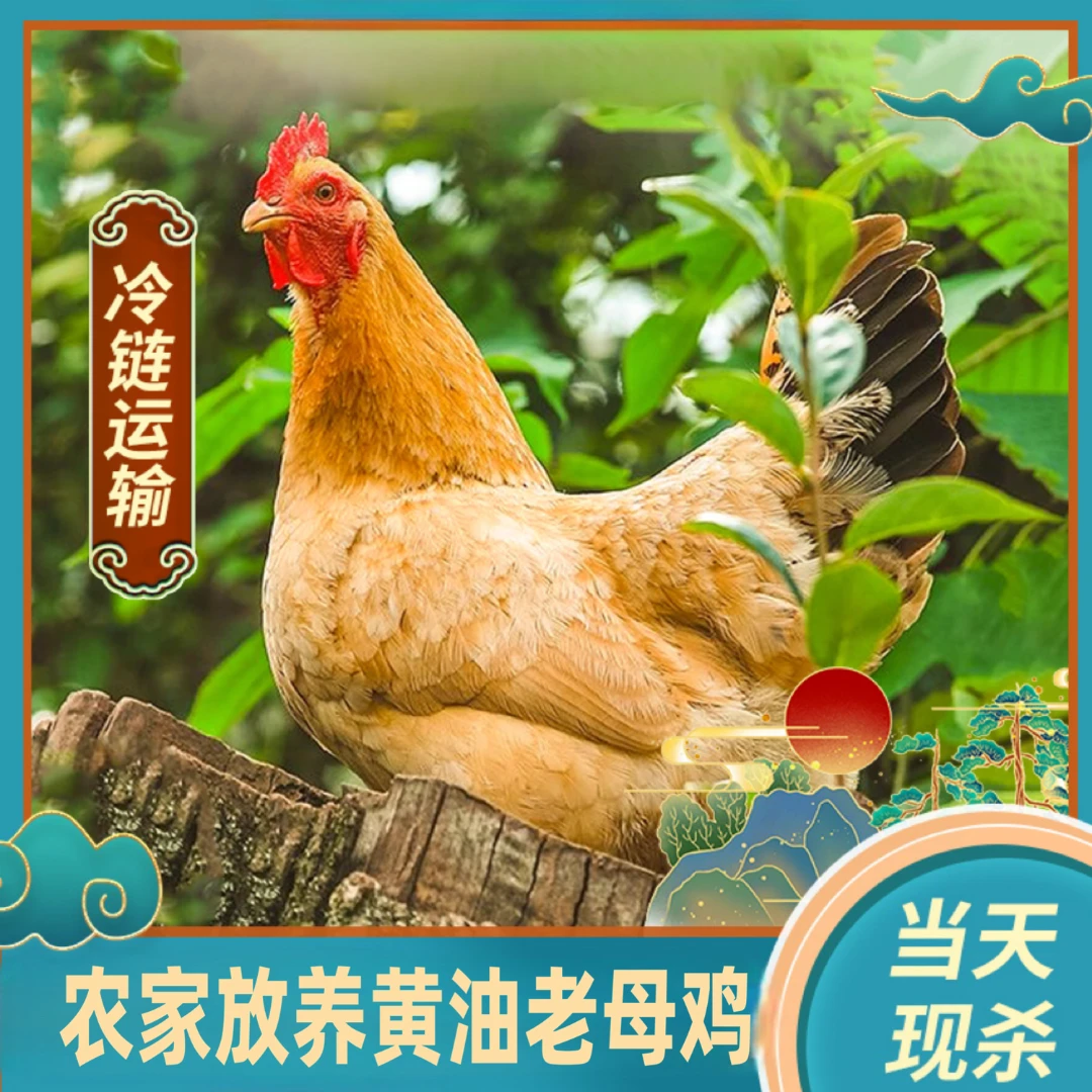 【竹林H】放养黄油老母鸡 带内脏 4只净重9斤+赠2根人参