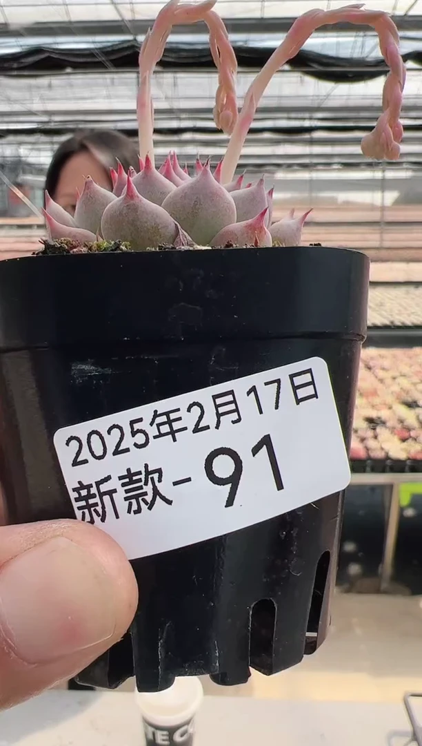 【闪购商品】新款多肉-91