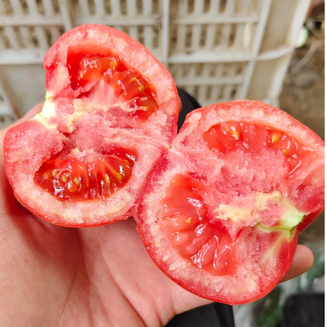 【津优农场】大棚新下天津老味西红柿（后端无叶）5斤装新鲜天津市