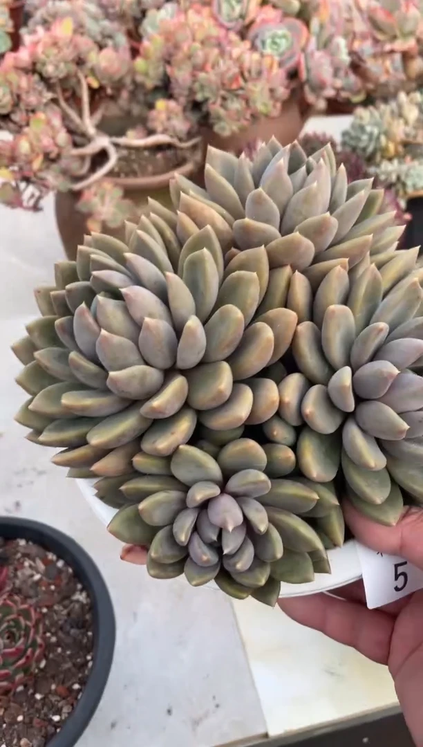 【闪购商品】52象牙