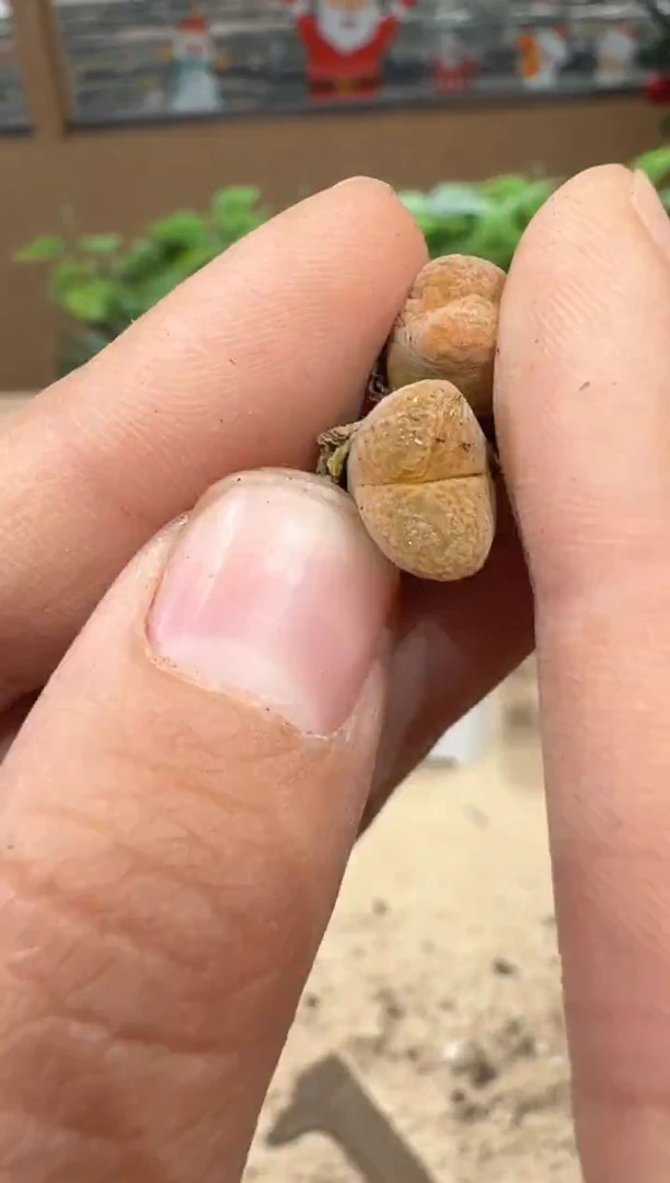 29-45多肉植物肉锥