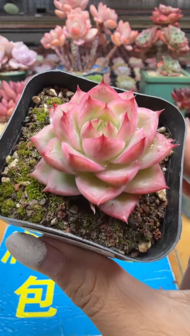 东云多肉园二店-306