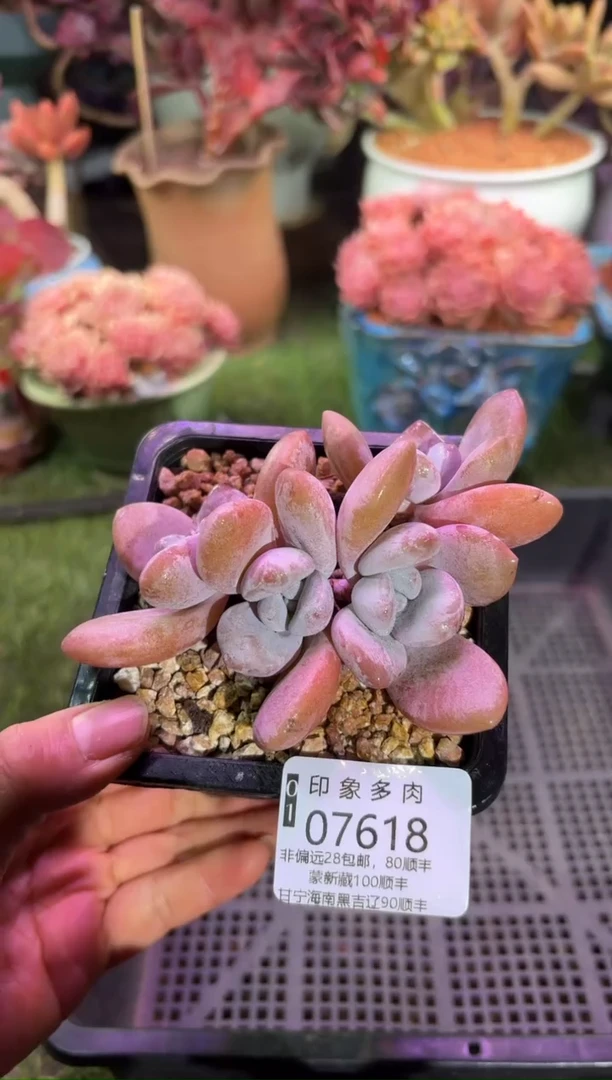 【闪购商品】07618