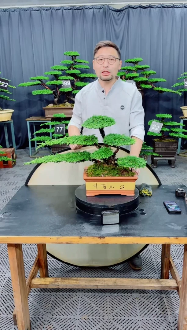 无花朵济州真柏盆景...