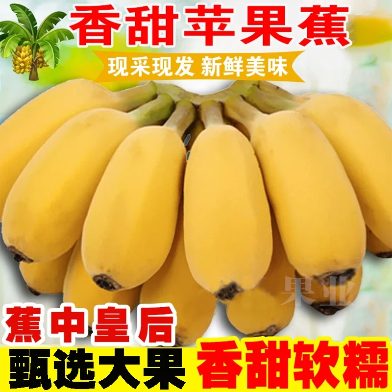 正宗香甜苹果蕉广西产地直销9斤5斤，应季新鲜水果，西贡粉蕉，香蕉批发