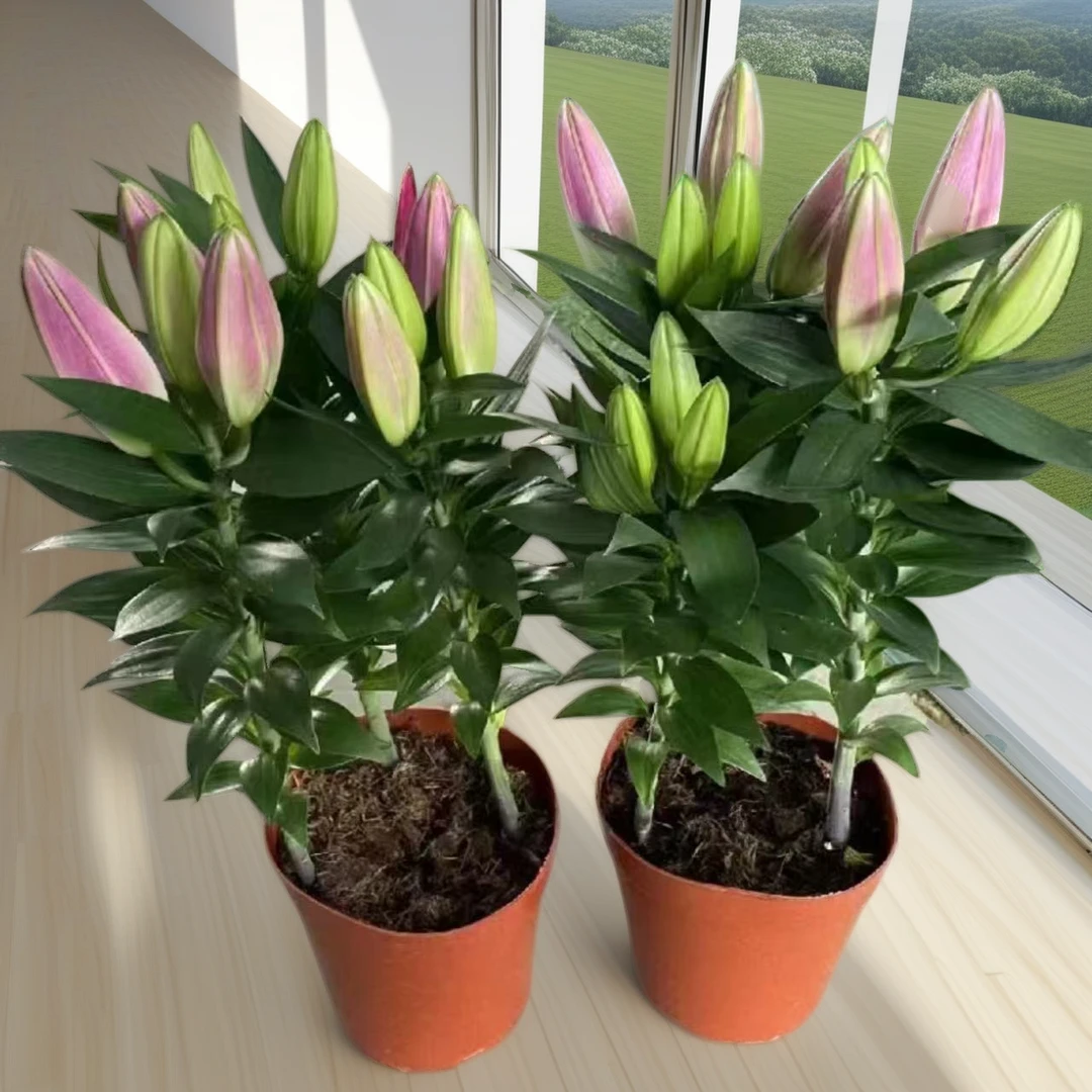 百合花盆栽带花苞室内客厅浓香型花卉香水百合鲜花苗四季开花植物