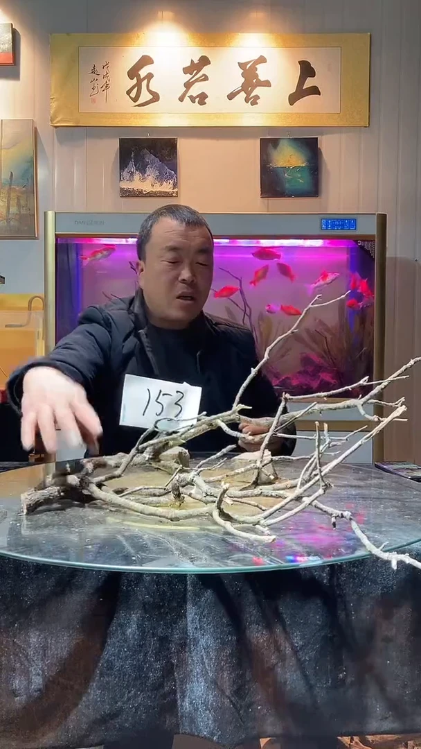 153号天然黄梨枝一组适合60-70缸