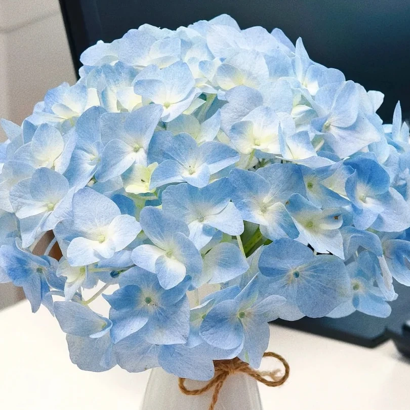 贵妃花卉水培绣球