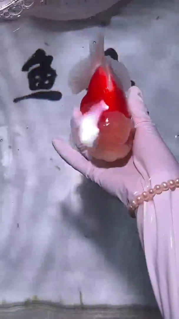 金鱼精品泰狮一只以直播间为准