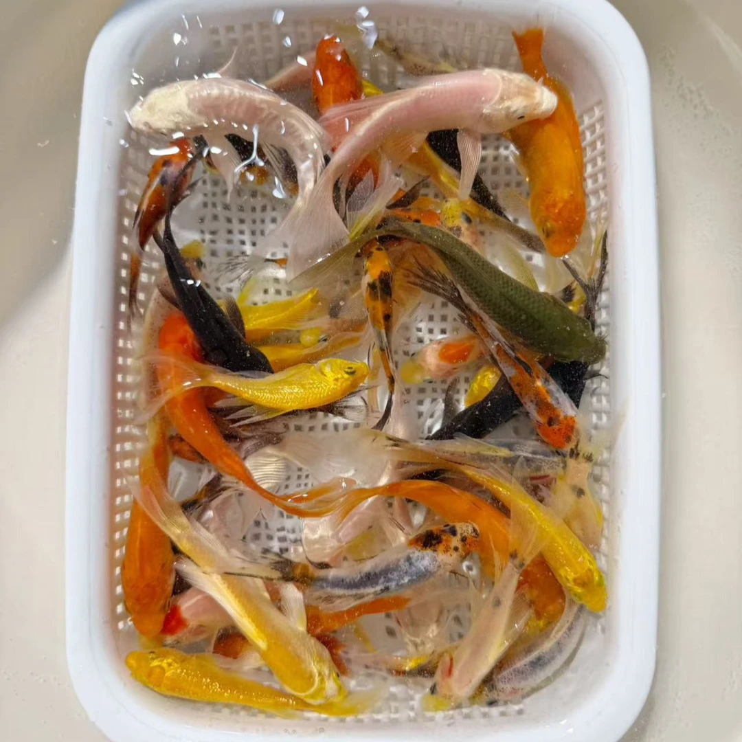 【冷水鱼多颜色混发15条】5-8公分观赏鱼草金鱼冷水鱼好养耐活养殖