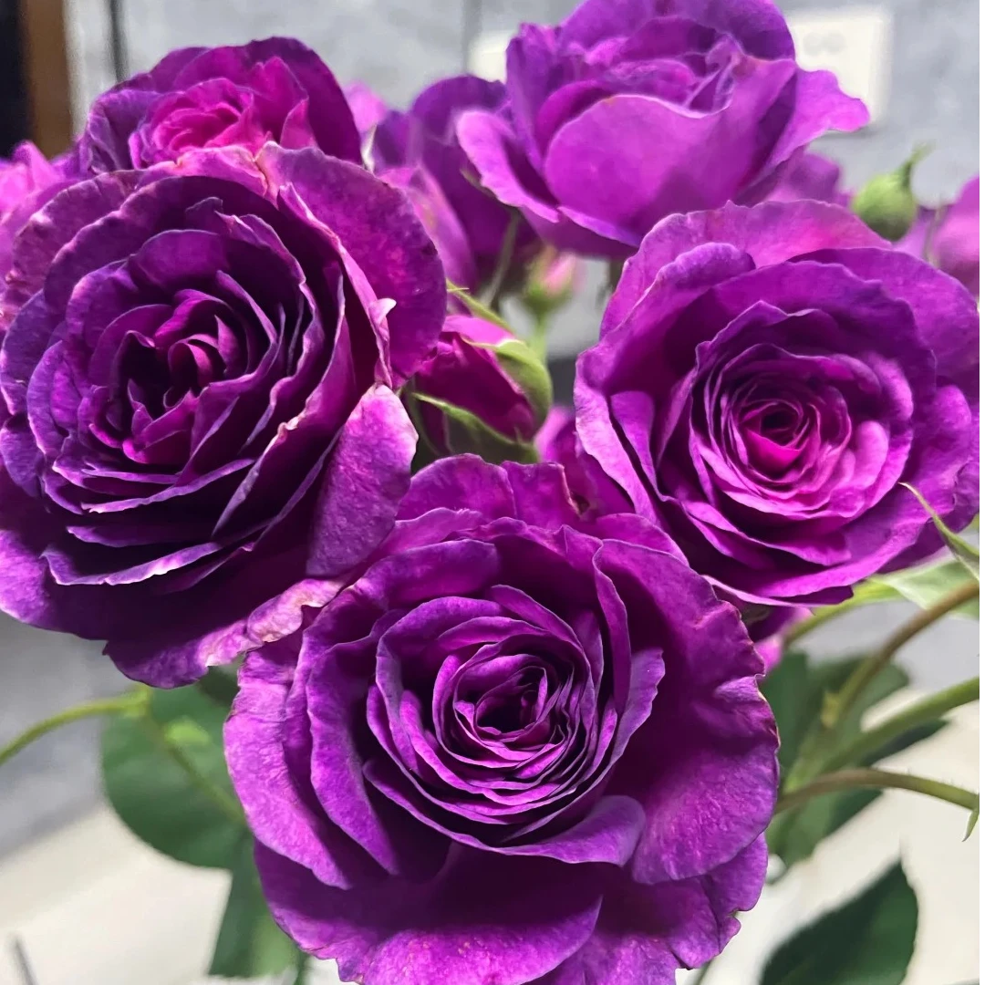 【凝夜幽兰】云南斗南基地现采现发品质凝夜幽兰多头玫瑰花