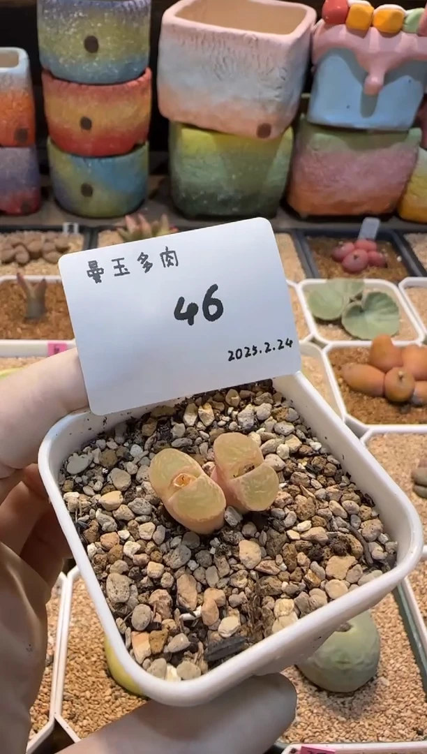 【闪购商品】25.2.24-46鼠鼠脆