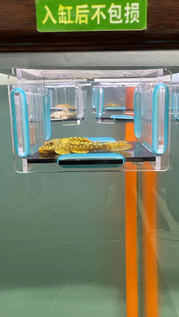 清道夫鱼003号14入缸不包损录制完整开箱视频6.2厘米