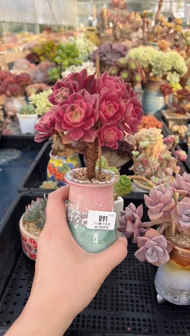 891        花盆