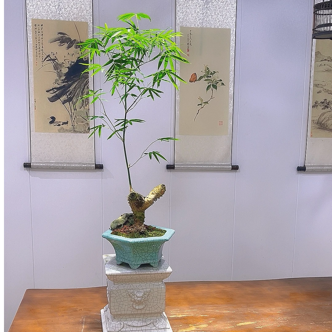 小叶簕竹连体桩怪桩