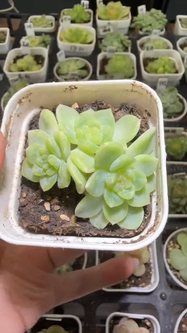 1444  纸鸢多肉植物