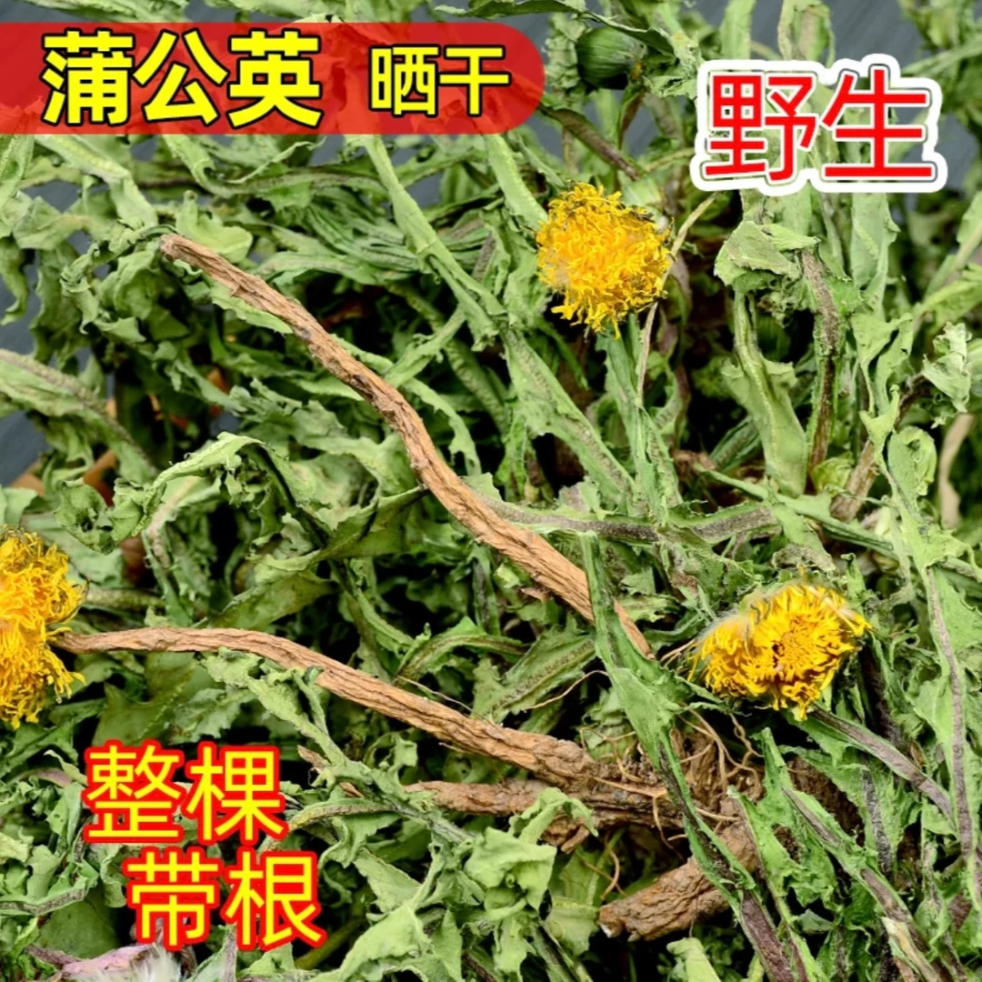 河南确山天目山 野生蒲公英茶 整株带根 全草阳光晾晒 婆婆丁泡茶