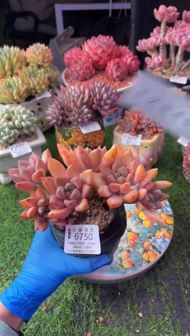 昆明印象多肉6750