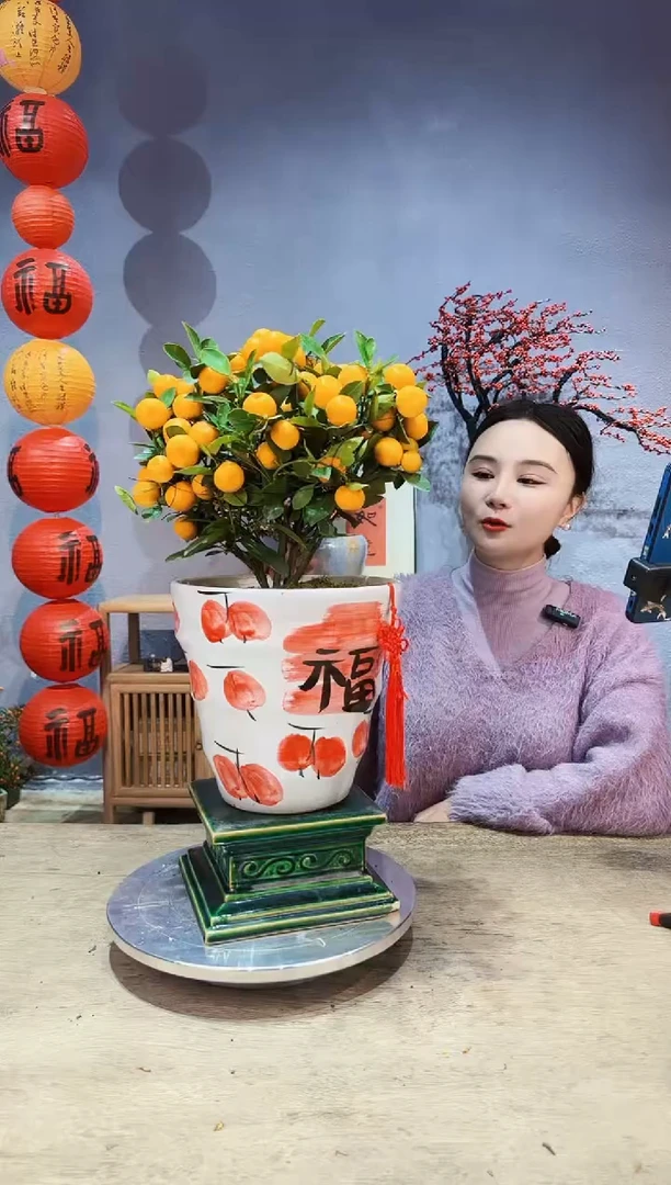 【闪购商品】盆景年桔