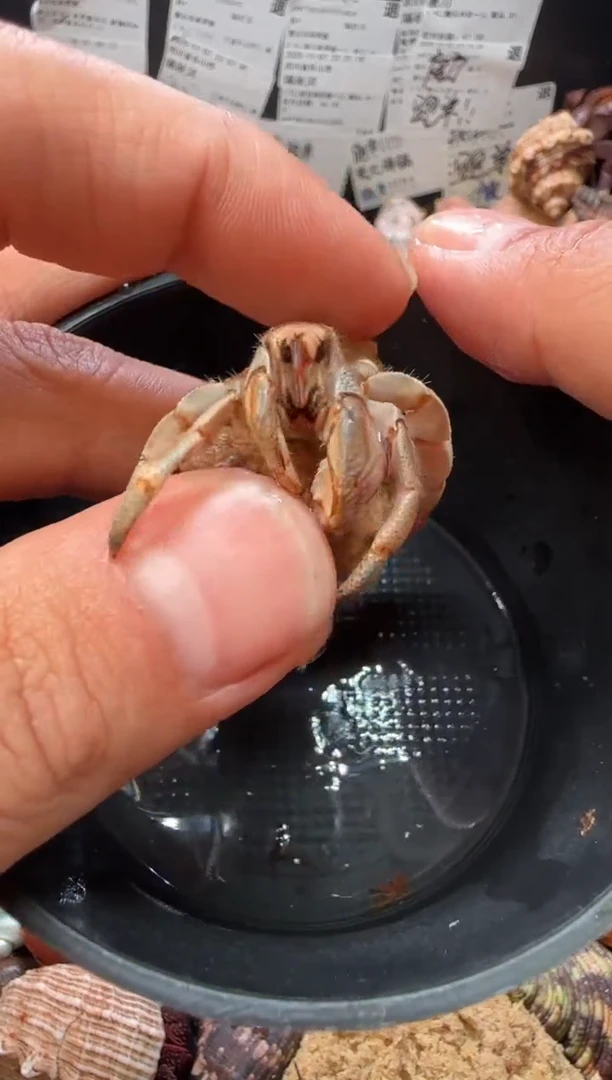 1.3口紫璐豆一只，不包全品