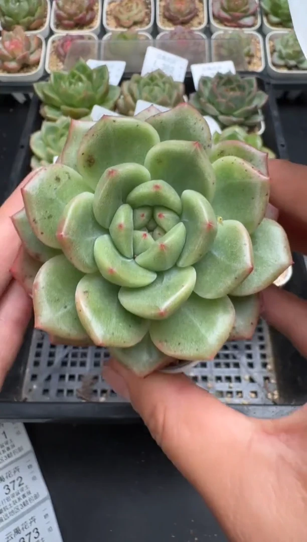 370L当天拍3颗包柚 带盆土纸巾打包 云禹花卉 珍妮多肉植物
